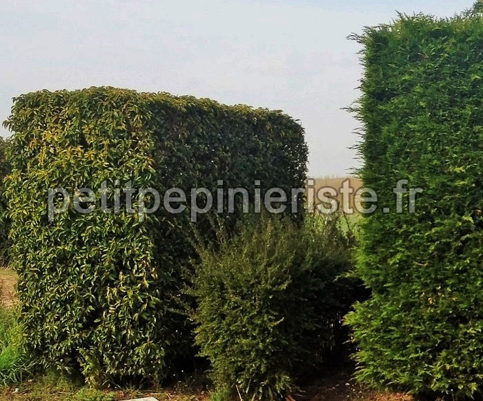 haie de laurier du portugal, lonicera nitida et de cyprès de leyland